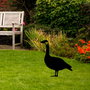 Aberto Design Goose 01 Negro